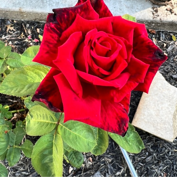 Meet your Posher, Jan - Picture 10 of 10